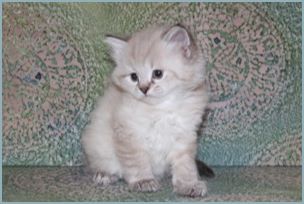 Female Siberian Kitten from Deedlebug Siberian